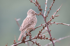 Carpodacus pulcherrimus