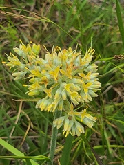 Lachnanthes