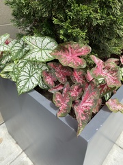 Caladium