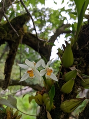 Coelogyne nitida