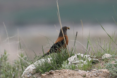 Turdus rubrocanus