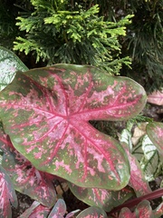 Caladium