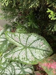 Caladium