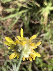 Dalea aurea