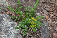 Cymopterus hallii