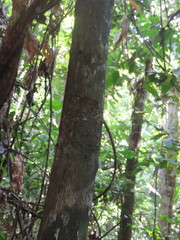 Unonopsis floribunda
