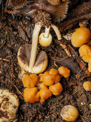 Coprinellus truncorum