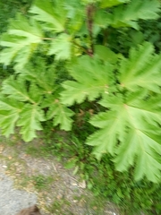 Heracleum sosnowskyi