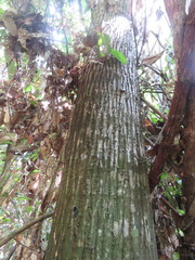 Aspidosperma parvifolium