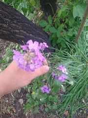 Hesperis matronalis