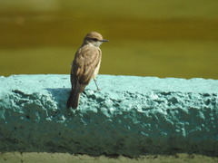 Pyrocephalus rubinus