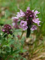 Thymus praecox