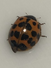 Harmonia axyridis
