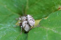 Pseudomyllocerus neapolitanus