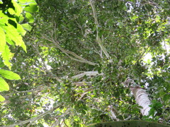 Aspidosperma parvifolium