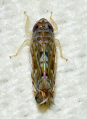 Scaphoideus opalinus