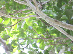 Aspidosperma parvifolium