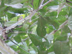 Aspidosperma parvifolium