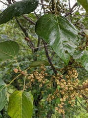 Macaranga denticulata