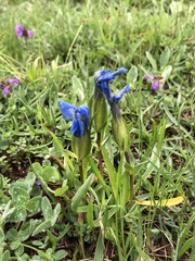 Gentiana verna