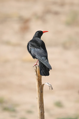 Pyrrhocorax pyrrhocorax