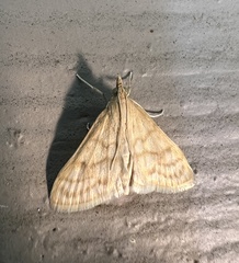 Paracorsia repandalis