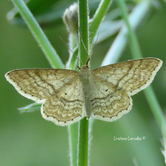 Idaea macilentaria