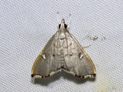 Deuterophysa