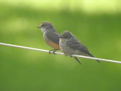 Pyrocephalus rubinus