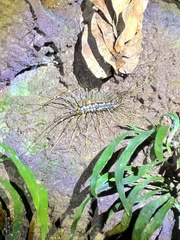 Thereuopoda clunifera