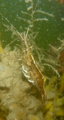 Palaemon macrodactylus