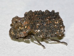 Bolitotherus cornutus