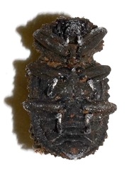 Bolitotherus cornutus