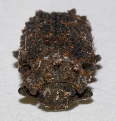 Bolitotherus cornutus