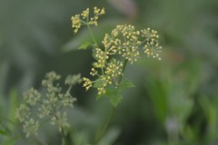 Thaspium chapmanii