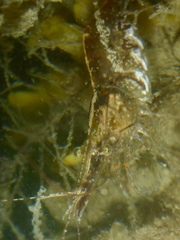 Palaemon macrodactylus