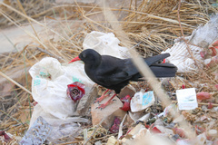 Pyrrhocorax pyrrhocorax