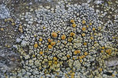 Caloplaca ruderum
