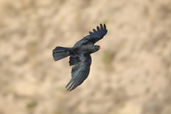 Pyrrhocorax pyrrhocorax