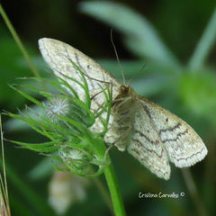 Idaea macilentaria