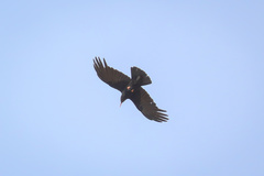 Pyrrhocorax pyrrhocorax