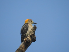 Melanerpes aurifrons