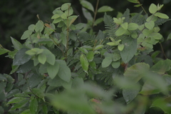 Thaspium chapmanii