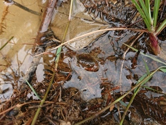 Potamoidea
