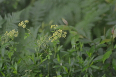Thaspium chapmanii