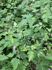 Geranium robertianum