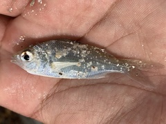 Eucinostomus harengulus