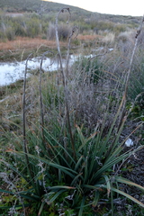 Kniphofia sarmentosa