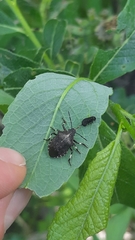 Rhacognathus punctatus