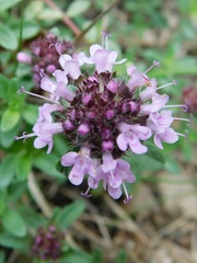 Thymus praecox